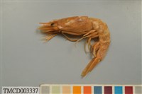 藏品(雄壯鬚蝦)的圖片